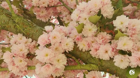 kirschbaum blüten wiesbaden