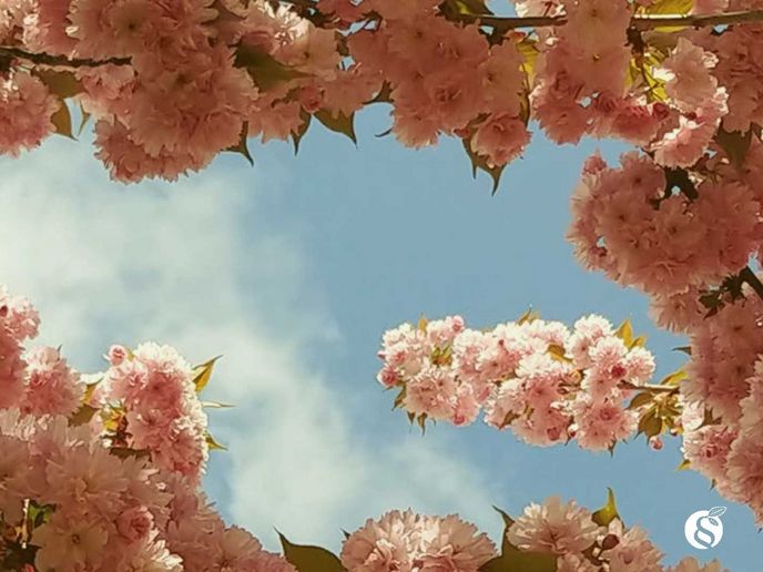 kirschbaum blüten wiesbaden
