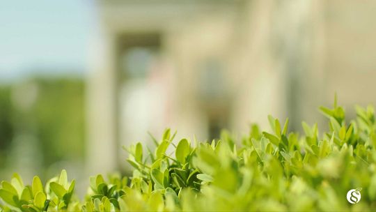 grüne Blätter von einem Busch mit Unschärfe fotografiert